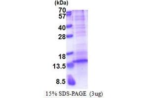 SDS-PAGE (SDS) image for Chemokine (C-X-C Motif) Ligand 13 (CXCL13) (AA 23-109) protein (His tag) (ABIN5853383)