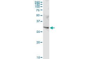 FAM64A MaxPab rabbit polyclonal antibody. (Rcs1/Fam64a antibody  (AA 1-248))