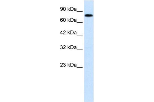 Zinc Finger with KRAB and SCAN Domains 7 (ZKSCAN7) (N-Term) antibody