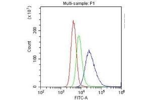 Flow Cytometry analysis of U937 cells using anti-CD20 antibody . (CD20 antibody  (AA 1-261))