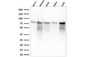 Western Blot Analysis of MCF-7, HEK-293, A549, SKBr3, HeP2 lysate using MCM7 Mouse Monoclonal Antibody (MCM7'2832R). (Recombinant MCM7 antibody  (AA 195-319))