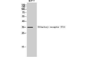 Western Blotting (WB) image for anti-Olfactory Receptor, Family 2, Subfamily T, Member 11 (OR2T11) (Internal Region) antibody (ABIN6283096) (OR2T11 antibody  (Internal Region))