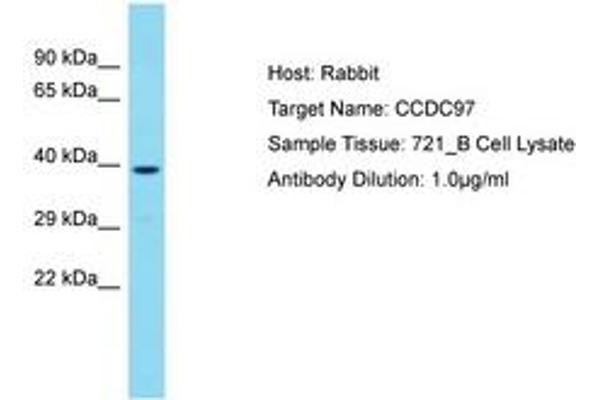 CCDC97 antibody  (C-Term)