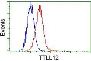 Flow cytometric analysis of Hela cells, using anti-TTLL12 antibody (ABIN2453748), (Red) compared to a nonspecific negative control antibody (TA50011) (Blue). (TTLL12 antibody)
