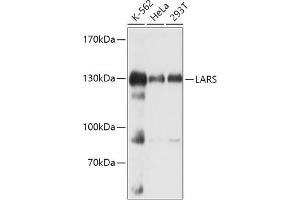 Western blot analysis of extracts of various cell lines, using LARS antibody (ABIN7268238) at 1:1000 dilution. (LARS antibody  (AA 1-270))