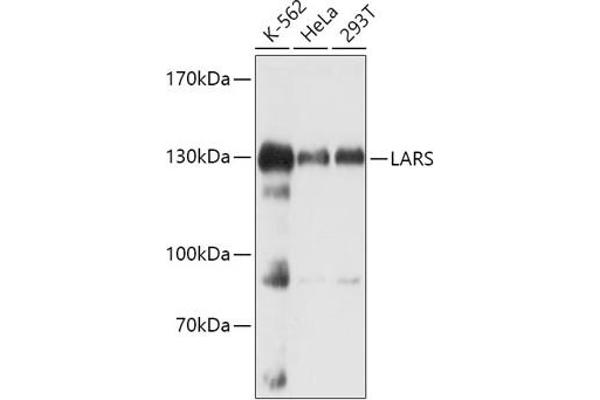 LARS antibody  (AA 1-270)