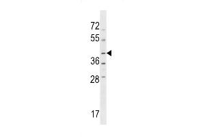 NPRL2 Antibody (C-term) (ABIN1537178 and ABIN2848508) western blot analysis in HL-60 cell line lysates (35 μg/lane). (NPRL2 antibody  (C-Term))