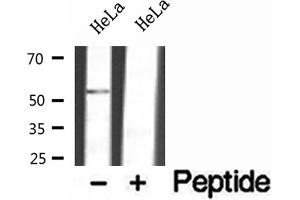 Western blot analysis of extracts of HeLa cells, using FAF2 antibody. (FAF2 antibody  (Internal Region))