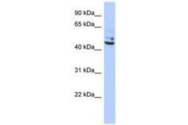 TP53I13 Antikörper  (C-Term)