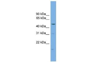 WB Suggested Anti-ARRB1 Antibody Titration:  0. (beta Arrestin 1 antibody  (Middle Region))