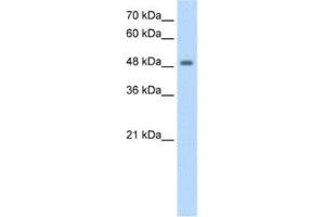 Western Blotting (WB) image for anti-F-Box and Leucine-Rich Repeat Protein 7 (FBXL7) antibody (ABIN2462667) (FBXL7 antibody)