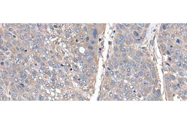 THAP10 antibody