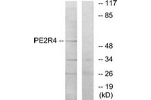 Western blot analysis of extracts from COLO205 cells, using PE2R4 Antibody. (PTGER4 antibody  (AA 321-370))