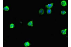Immunofluorescent analysis of HepG2 cells using ABIN7172733 at dilution of 1:100 and Alexa Fluor 488-congugated AffiniPure Goat Anti-Rabbit IgG(H+L) (MTERFD2 antibody  (AA 45-87))