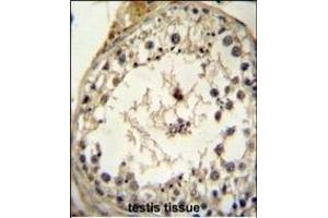 GDF6 Antibody (N-term) (ABIN655618 and ABIN2845098) immunohistochemistry analysis in formalin fixed and paraffin embedded human testis tissue followed by peroxidase conjugation of the secondary antibody and DAB staining. (GDF6 antibody  (N-Term))