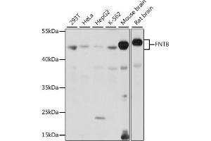 Western blot analysis of extracts of various cell lines, using FNTB antibody (ABIN7267131) at 1:1000 dilution.