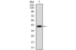 Western Blotting (WB) image for anti-Protein tyrosine Phosphatase, Receptor Type, C (PTPRC) (AA 928-989) antibody (ABIN5542495)