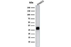 Western Blot Analysis of Ramos cell lysate using HLA-DR Mouse Monoclonal Antibody (LN-3). (HLA-DRB1 antibody)