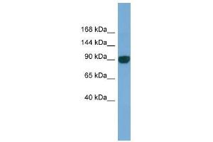 UNC45A antibody used at 0. (UNC45A antibody  (N-Term))