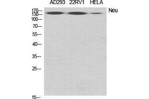 Western Blot (WB) analysis of specific cells using Neu Polyclonal Antibody. (NEURL antibody  (Internal Region))
