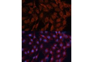 Immunofluorescence analysis of C6 cells using DN antibody (ABIN6130336, ABIN6139701, ABIN6139702 and ABIN7101774) at dilution of 1:100. (DNAJB1 antibody  (AA 1-340))