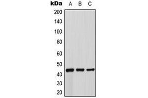 Western blot analysis of Beta-3 Adrenergic Receptor expression in MCF7 (A), mouse kidney (B), rat liver (C) whole cell lysates. (ADRB3 antibody  (Center))