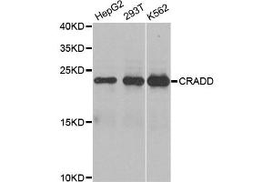 Western blot analysis of extracts of various cell lines, using CRADD antibody (ABIN5970473) at 1/1000 dilution. (CRADD antibody)
