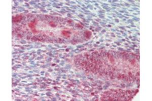 Anti-ZFP36L1 antibody IHC staining of human uterus. (ZFP36L1 antibody  (AA 66-115))