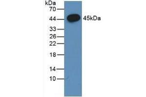 Detection of Recombinant FSHb, Porcine using Polyclonal Antibody to Follicle Stimulating Hormone Beta (FSHb) (FSHB antibody  (AA 21-129))