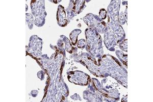Immunohistochemical staining of human placenta with PEG10 polyclonal antibody  shows strong cytoplasmic positivity in a subset of trophoblastic cells. (PEG10 antibody)