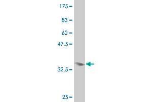 Western Blot detection against Immunogen (35. (CDX4 antibody  (AA 202-284))