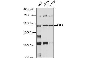 Western blot analysis of extracts of various cell lines, using RERE antibody (ABIN7265666). (RERE antibody  (AA 1-220))