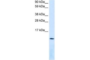 Western Blotting (WB) image for anti-Chemokine (C-X-C Motif) Ligand 12 (CXCL12) antibody (ABIN2463696) (CXCL12 antibody)