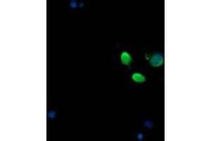 Image no. 3 for anti-Mitogen-Activated Protein Kinase Kinase 3 (MAP2K3) antibody (ABIN1499414) (MAP2K3 antibody)