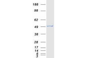 Validation with Western Blot (SMYD3 Protein (Myc-DYKDDDDK Tag))