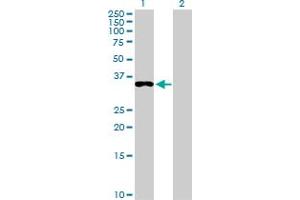 Western Blot analysis of EEF1D expression in transfected 293T cell line by EEF1D MaxPab polyclonal antibody.