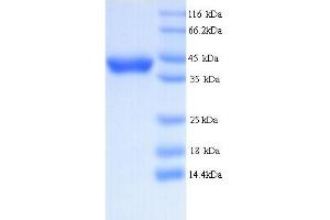 SDS-PAGE (SDS) image for D-Amino-Acid Oxidase (DAO) (AA 1-347), (full length) protein (His tag) (ABIN5713394)