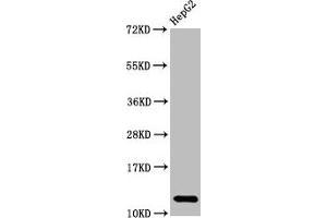Western Blot Positive WB detected in HepG2 whole cell lysate All lanes Histone H2A type 1-B/E antibody at 2. (Recombinant HIST1H2AB antibody)