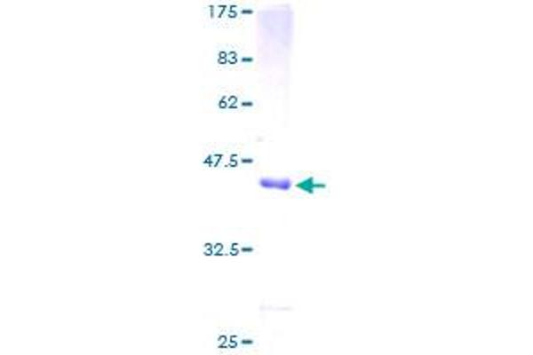 STK10-A Protein (AA 12-144) (GST tag)