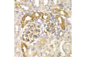 Immunohistochemistry of paraffin-embedded rat kidney using PYCARD antibody.