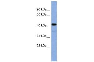 WB Suggested Anti-EGR3 Antibody Titration:  0. (EGR3 antibody  (N-Term))