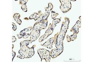IHC analysis of DHODH using anti-DHODH antibody (ABIN7603139).