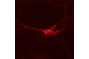 Indirect immunolabeling of Kv 2. (Kv2.1/KCNB1 antibody  (AA 532-857))
