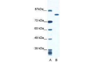 KIF23 antibody used at 0. (KIF23 antibody  (N-Term))