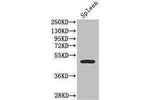 Western Blot Positive WB detected in: Mouse spleen tissue All lanes: SSTR2 antibody at 2. (SSTR2 antibody  (AA 304-369))