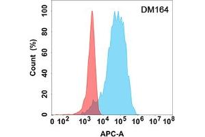 Flow cytometry analysis with Anti-CD40L (DM164) on Expi293 cells transfected with human CD40L (Blue histogram) or Expi293 transfected with irrelevant protein (Red histogram). (CD40 Ligand antibody  (AA 99-330))