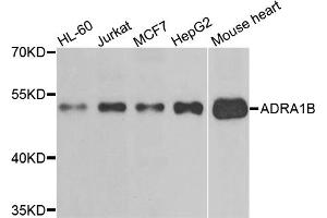 Western blot analysis of extracts of various cell lines, using ADRA1B antibody (ABIN5995390) at 1/500 dilution.