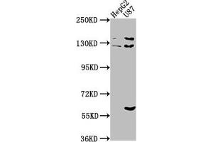 ST5 antibody  (AA 3-280)