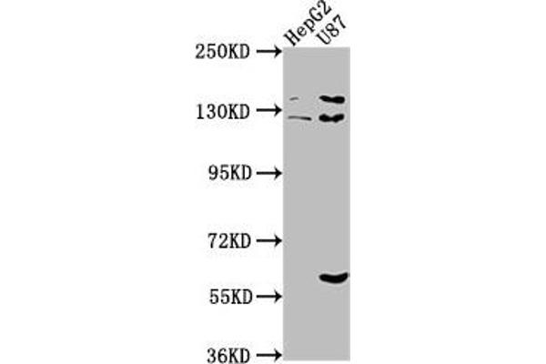 ST5 antibody  (AA 3-280)