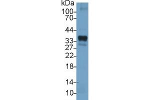 Detection of HO1 in Porcine Lung lysate using Polyclonal Antibody to Heme Oxygenase 1 (HO1) (HMOX1 antibody  (AA 61-172))